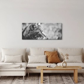Obraz - Mačka (120x50 cm)