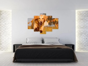Obraz - Zlatý retriever (150x105 cm)