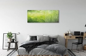 Obraz plexi Tráva kvapky rosy 120x60 cm