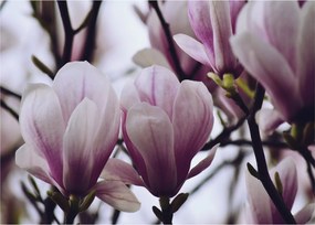 Sklenený obraz - Magnolie (70x50 cm)