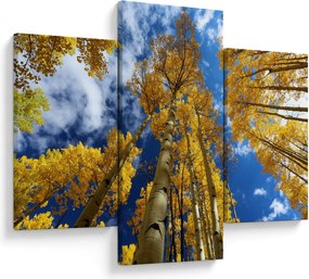Obraz - Aspen (90x60 cm)