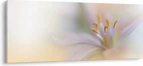 Obraz - Jemný kvet (120x50 cm)