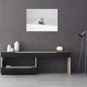 Obraz - Ľadový medveď, čiernobiela (70x50 cm)