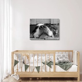 Sklenený obraz psa (70x50 cm)