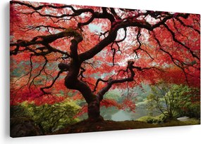 Obraz červeného japonského javora, Portland, Oregon (90x60 cm)