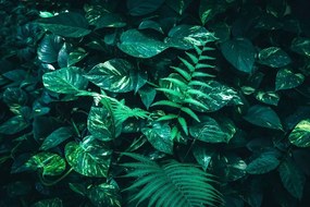 Samolepiaca fototapeta svieže tropické listy - 150x100
