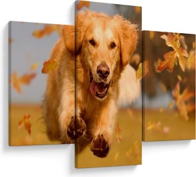 Obraz - Zlatý retriever (90x60 cm)