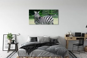 Obraz na akrylátovom skle Zebra box 125x50 cm