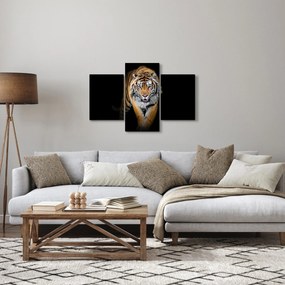 Obraz - Tiger (90x60 cm)