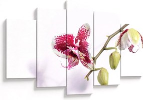 Obraz kvetu orchidey (150x105 cm)