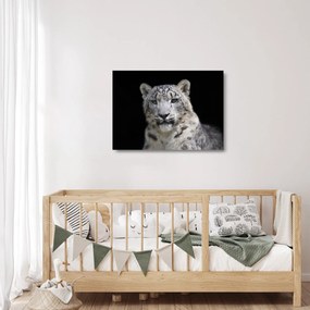 Sklenený obraz - Leopard snežný (70x50 cm)