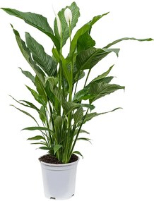 Spathiphyllum Sweet Sebastiano 24 x110 cm