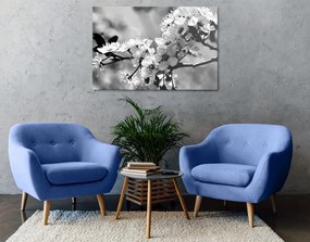 Obraz čerešňový kvet v čiernobielom prevedení