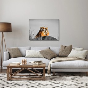 Obraz - Tigrice a jej mláďa, čiernobiely variant (70x50 cm)