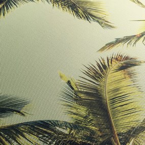 Obraz s kokosovými palmami (90x60 cm)