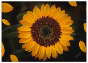 Sklenený obraz - Slnečnice a lístky kvetov (70x50 cm)