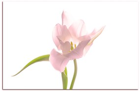 Obraz na plátne - Tulipán 181QA (60x40 cm)
