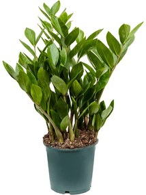 Zamioculcas zamiifolia 14x65 cm