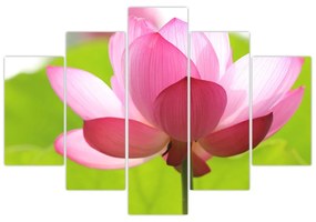 Obraz kvetu Lotusu (150x105 cm)