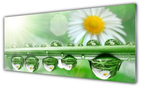 Obraz na akrylátovom skle Rosa list sedmokrásky príroda 125x50 cm