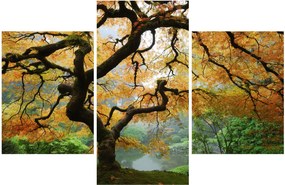 Obraz žltého japonského javora, Portland, Oregon (90x60 cm)