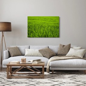 Obraz trávy (90x60 cm)