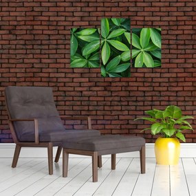 Obraz - Listy s kvapkami rosy (90x60 cm)