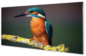 Obraz na akrylátovom skle Farebný vták na vetve 140x70 cm