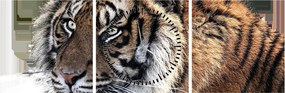 Obraz tigra (s hodinami) (90x30 cm)