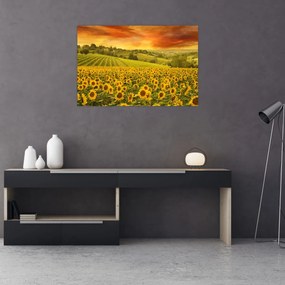 Obraz - Slnečnicové pole (90x60 cm)