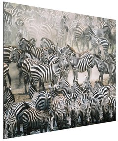Obraz na hliníkovej doske Zebry