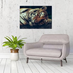 Sklenený obraz - Tiger Sibírsky (70x50 cm)