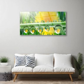 Skleneny obraz Stonka kvapky rosa rastlina 125x50 cm