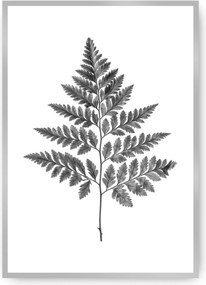 Plagát Fern Grey