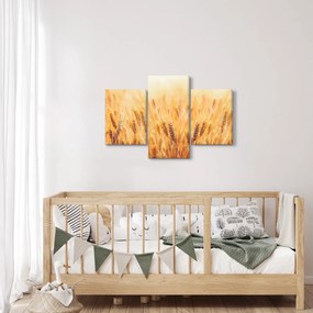 Obraz - pole s obilím (90x60 cm)