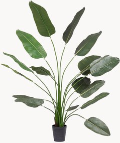 Exteriérová rastlinná dekorácia Strelitzia, V 210 cm