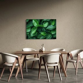 Obraz - Zelené listy (90x60 cm)