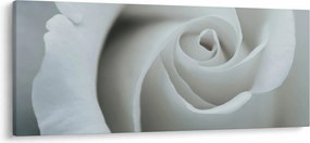 Obraz - Biela ruža (120x50 cm)