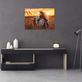 Obraz - Kôň pri západe slnka (70x50 cm)