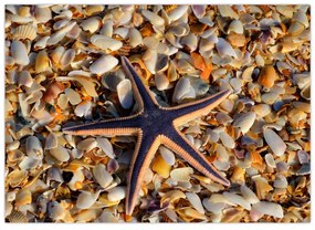 Sklenený obraz morskej hviezdice (70x50 cm)