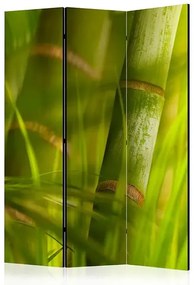 Paraván - bamboo - nature zen [Room Dividers]