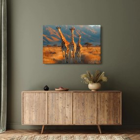 Obraz - Žirafy na pastvine (90x60 cm)