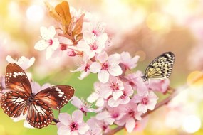 Obraz jarné kvety s exotickými motýľmi Varianta: 120x80