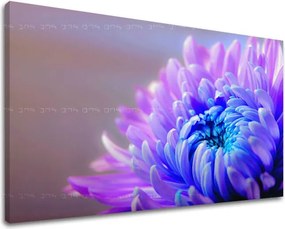 Obraz na stenu KVETY KV081E11 - 100x150 cm