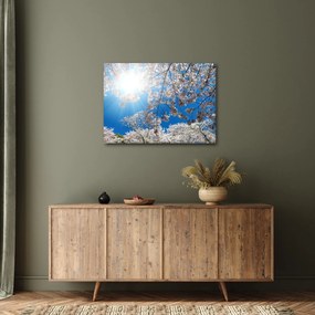 Obraz - Čerešňové kvety (70x50 cm)