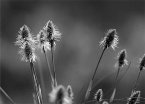 Obraz - Béžová soft grass N⁰2 (70x50 cm)