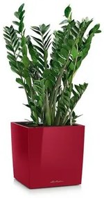 Lechuza Canto Premium Square Single planter Scarlet red High Gloss 40x40x41 cm