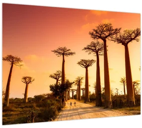 Sklenený obraz - Západ slnka v uličke Baobab (70x50 cm)