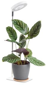LED stmievateľná stolná lampa na pestovanie rastlín VERDI LED/5W/5V 1300K biela