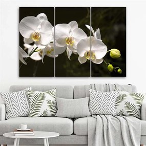 Obraz na plátně třídílný Bílá orchidej Květina - 150x100 cm